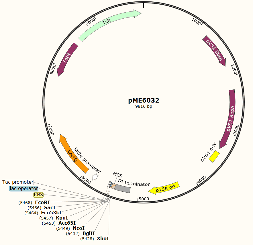 pME6032 Plasmid