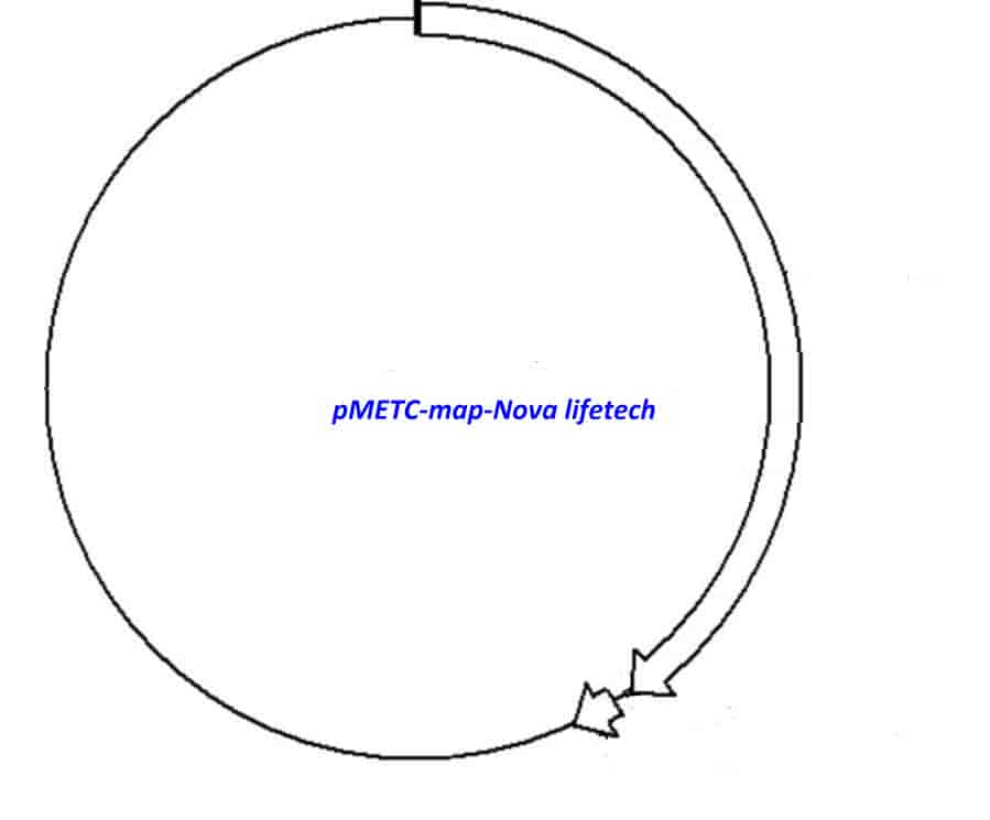 pMETC - Click Image to Close