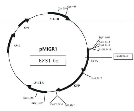 pMIGR1 - Click Image to Close
