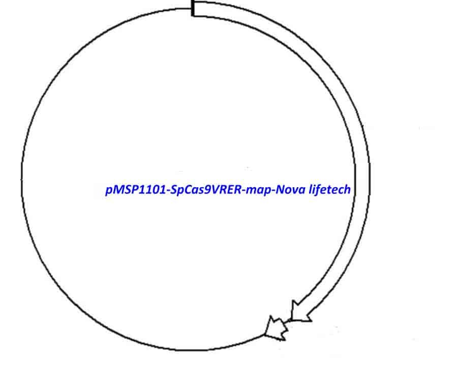 pMSP1101- SpCas9VRER - Click Image to Close
