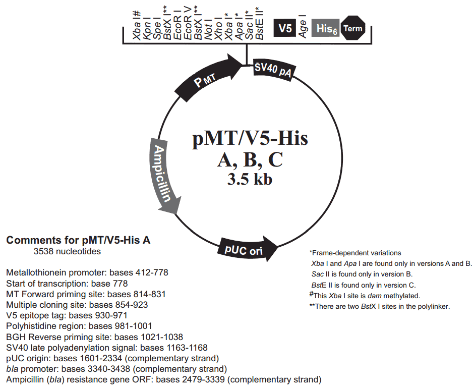 pMT- V5- HisA - Click Image to Close