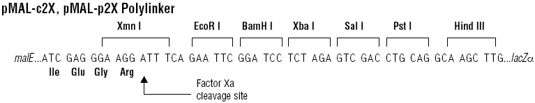 pMal- c2X Plasmid - Click Image to Close