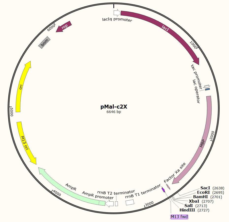 pMal- c2X Plasmid - Click Image to Close