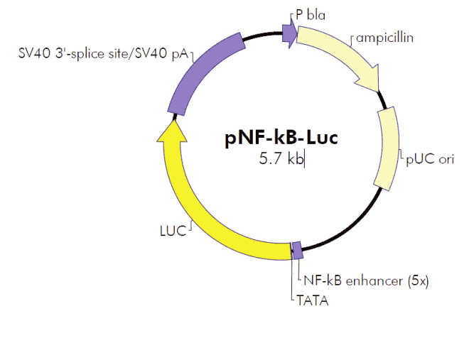 pNF-kB-Luc