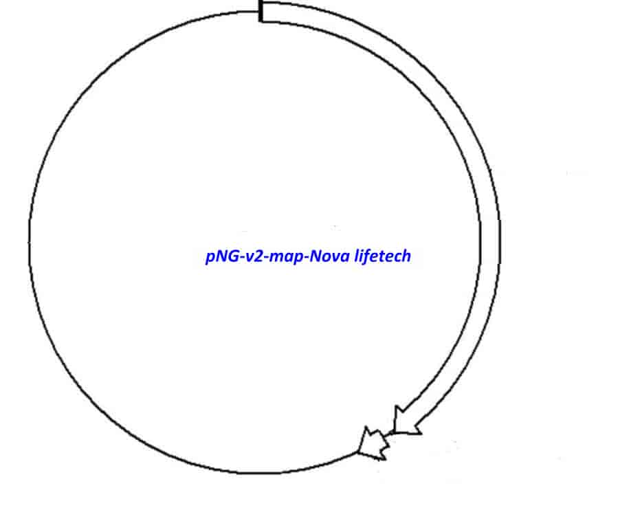 pNG- v2 - Click Image to Close