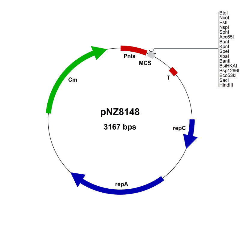 pNZ8148 Plasmid - Click Image to Close