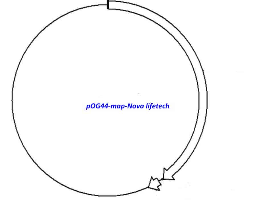 pOG44 Plasmid - Click Image to Close