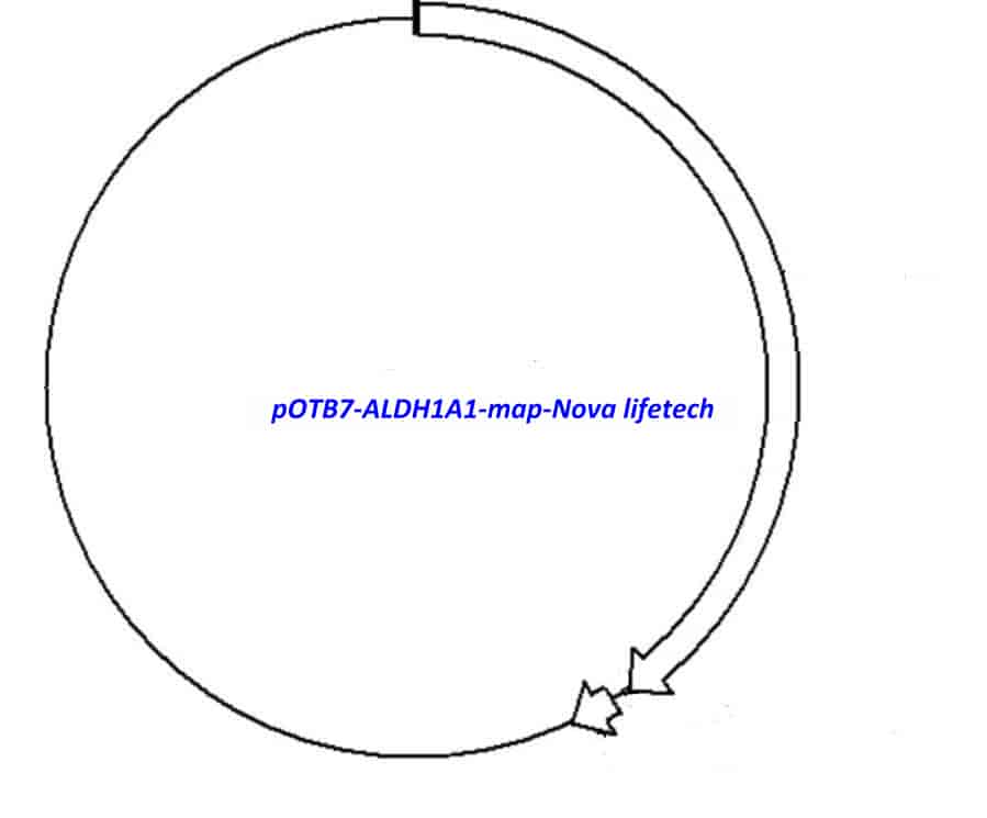 pOTB7-ALDH1A1 Plasmid