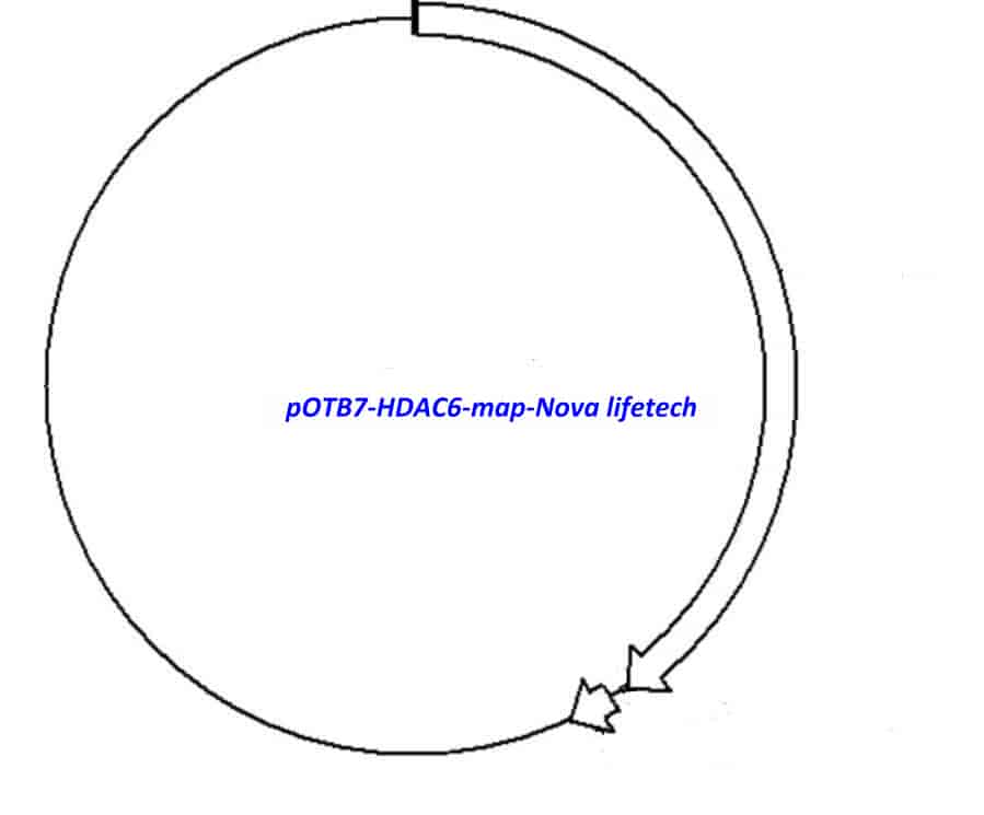 pOTB7-HDAC6 Plasmid - Click Image to Close