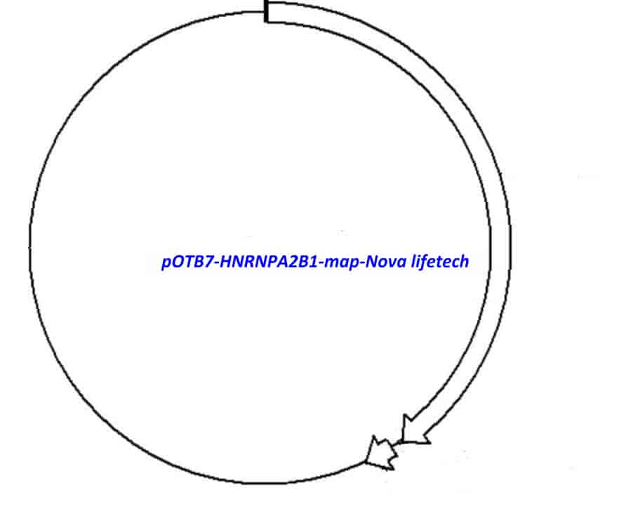 pOTB7-HNRNPA2B1 - Click Image to Close