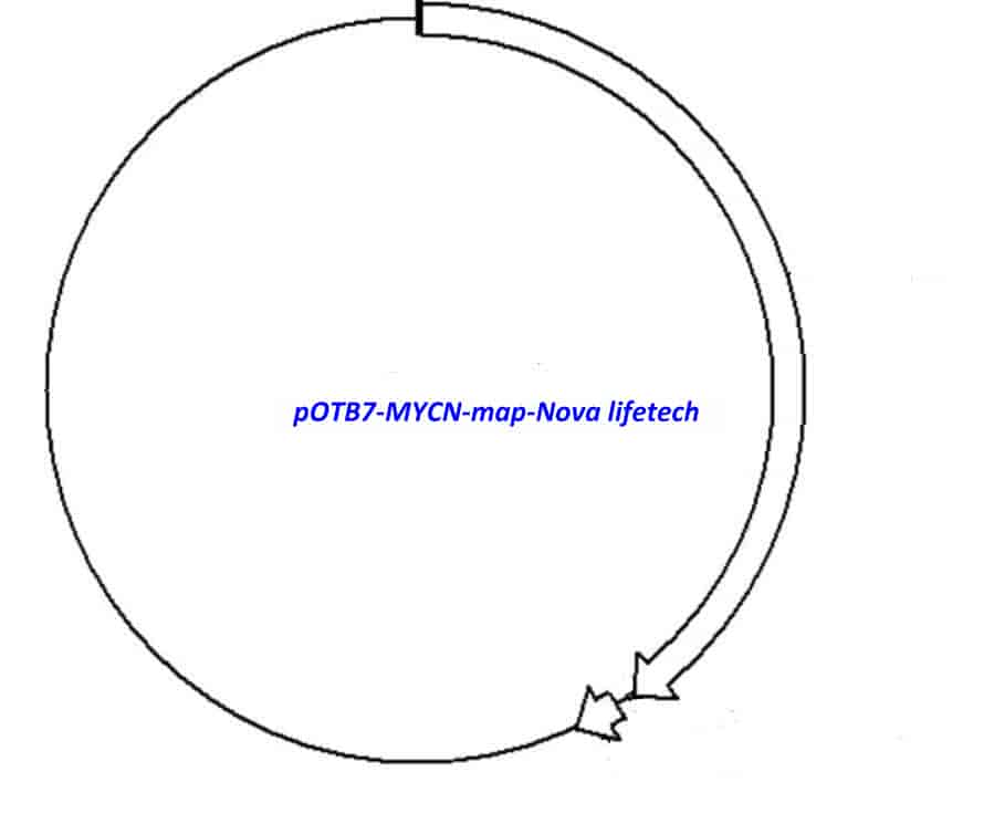 pOTB7-MYCN Plasmid - Click Image to Close