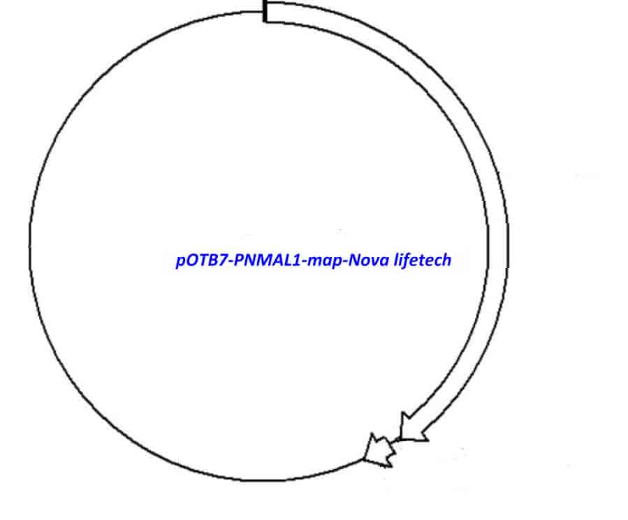 pOTB7-PNMAL1 Plasmid