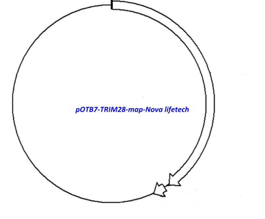 pOTB7-TRIM28 Plasmid - Click Image to Close