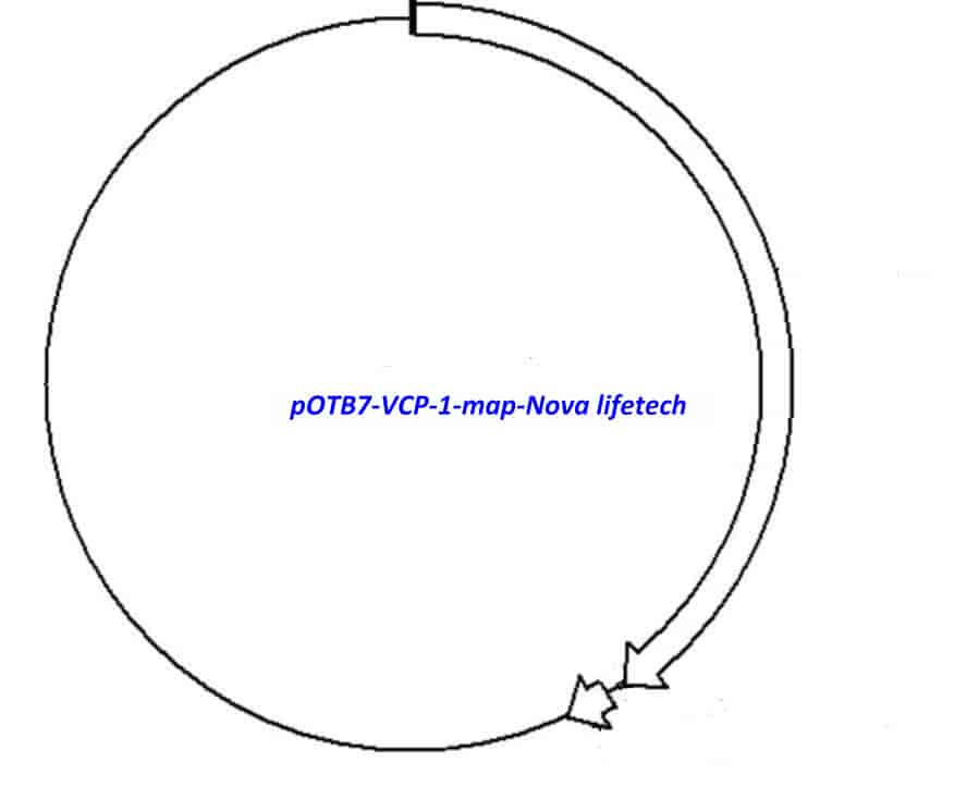 pOTB7-VCP-1 Plasmid - Click Image to Close