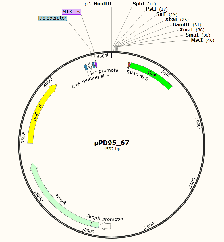pPD95- 67 Plasmid - Click Image to Close