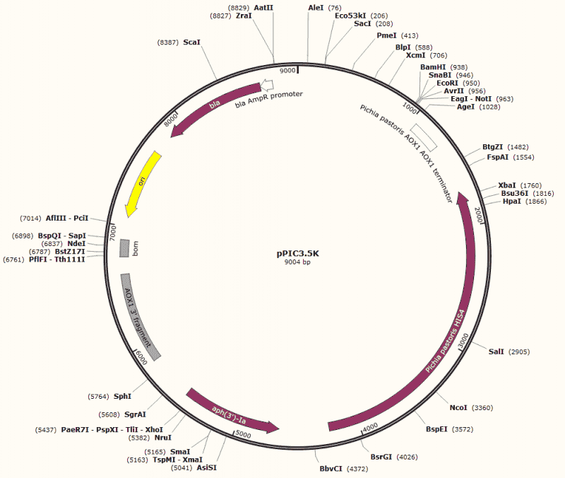 pPIC3.5K Plasmid - Click Image to Close