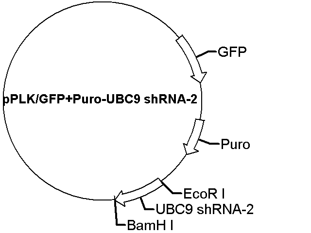 pPLK/GFP+Puro-UBC9 shRNA-2 Plasmid