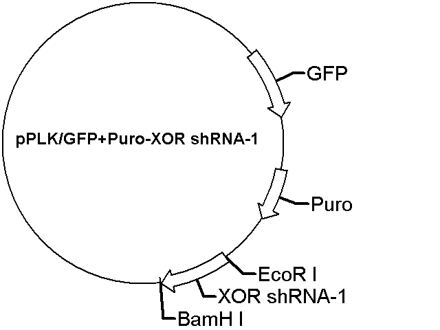 pPLK/GFP+Puro-XOR shRNA-1 Plasmid - Click Image to Close