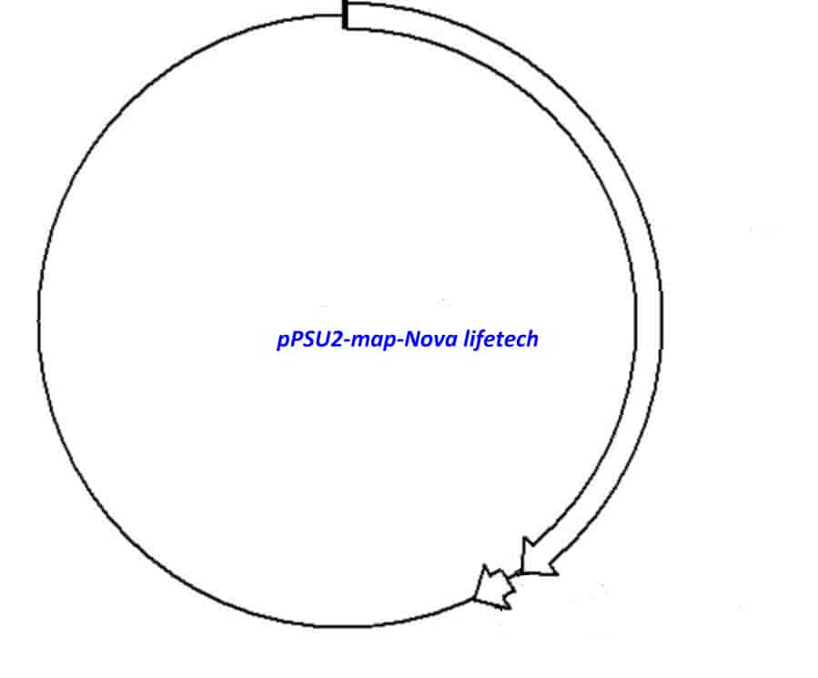 pPSU2 - Click Image to Close