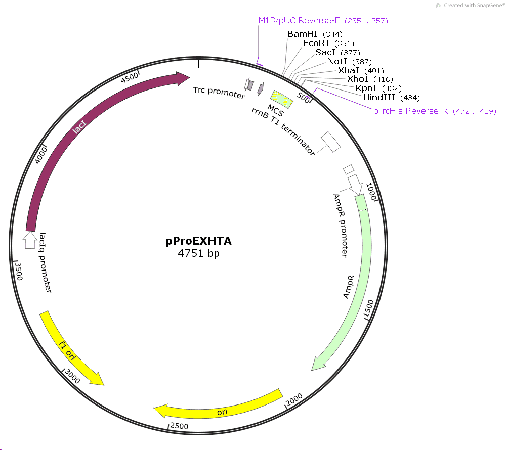 pProEX HTA Plasmid - Click Image to Close