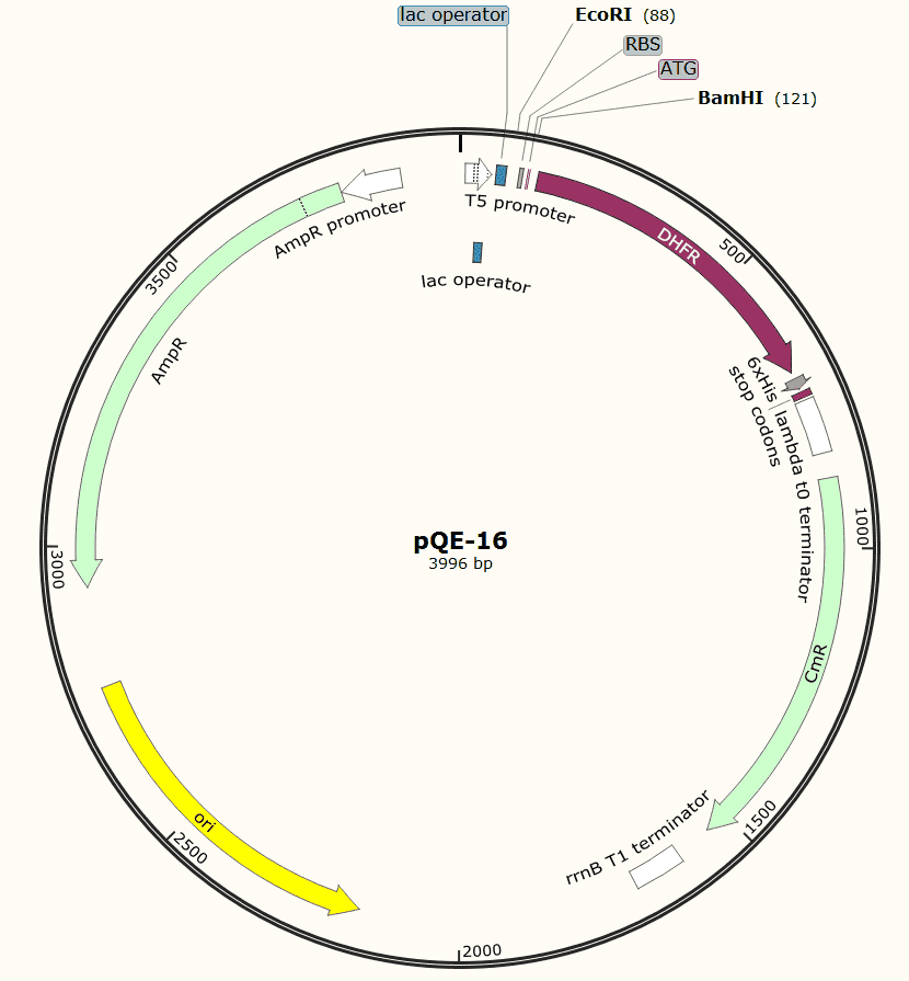 pQE- 16 Plasmid - Click Image to Close
