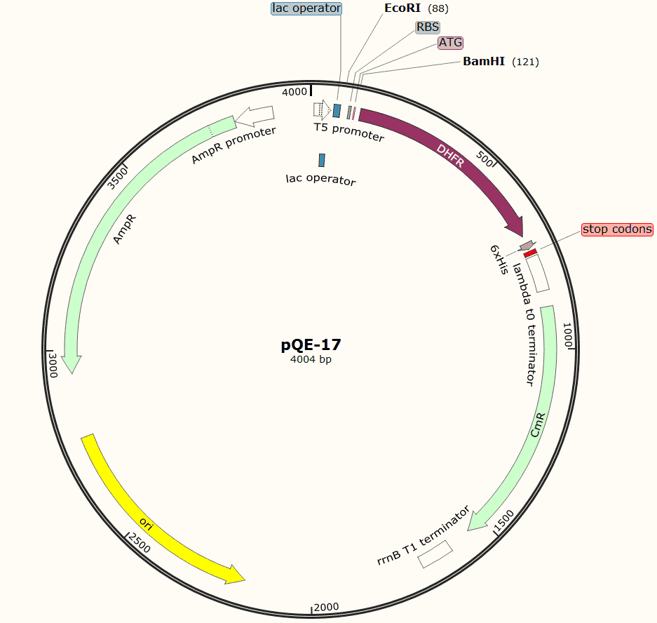 pQE- 17 Plasmid - Click Image to Close