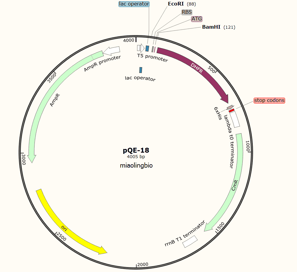 pQE- 18 Plasmid - Click Image to Close