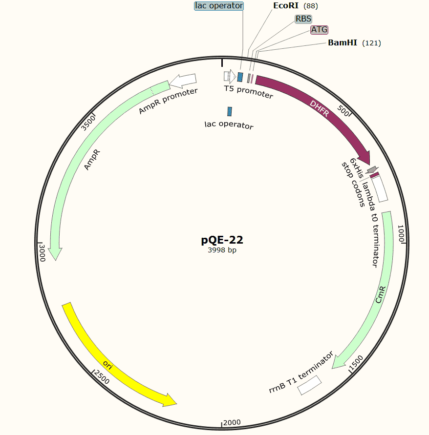 pQE- 22 Plasmid