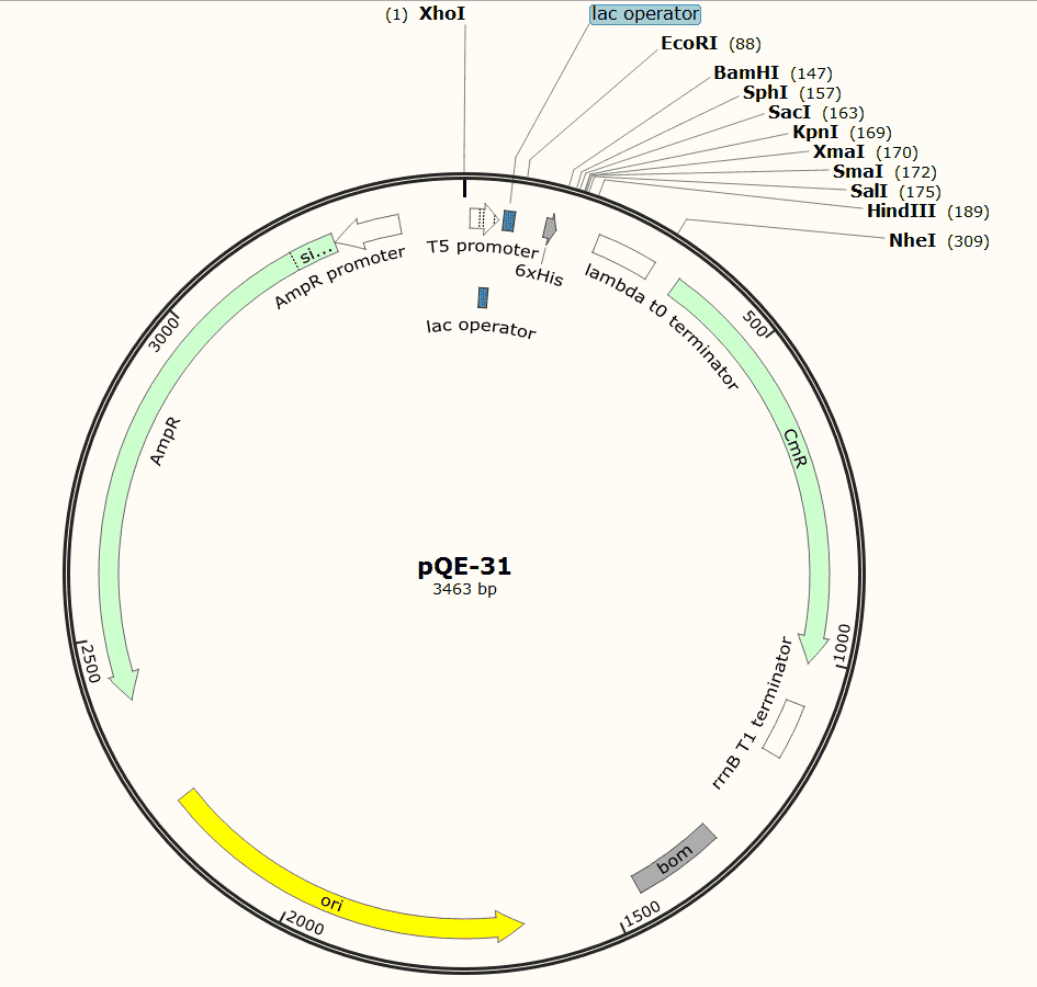 pQE- 31 Plasmid - Click Image to Close