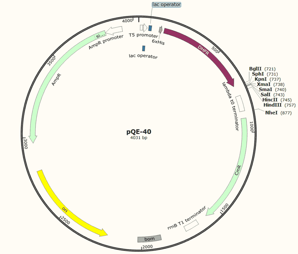 pQE- 40 Plasmid - Click Image to Close
