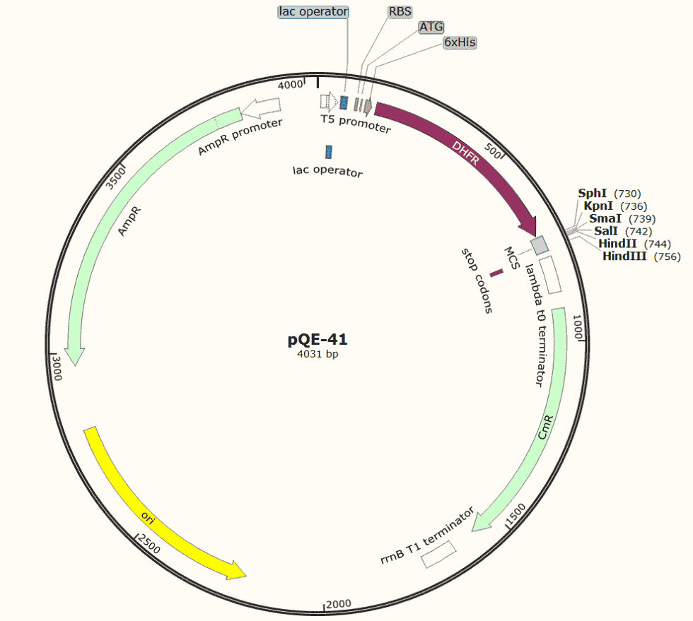 pQE- 41 Plasmid
