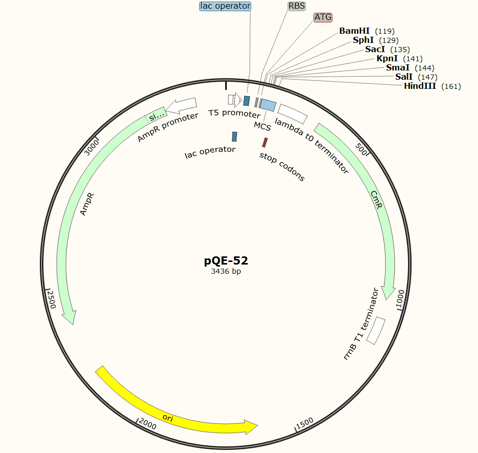 pQE- 52 Plasmid - Click Image to Close