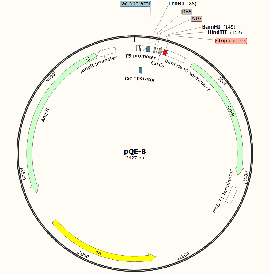 pQE- 8 Plasmid - Click Image to Close