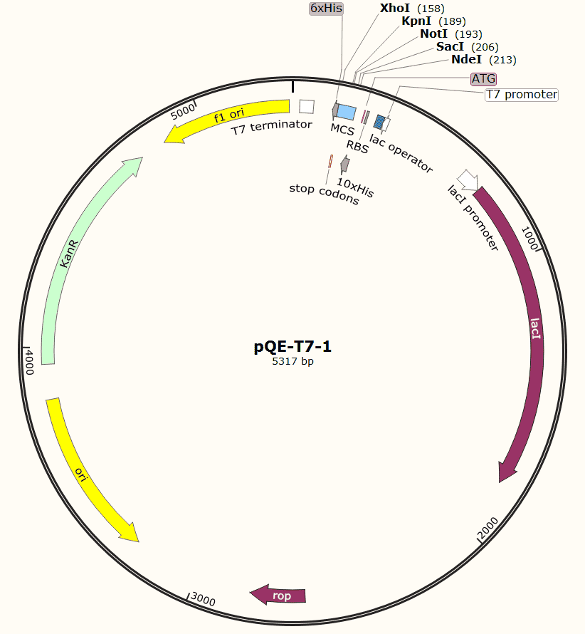 pQE- T7- 1 Plasmid - Click Image to Close