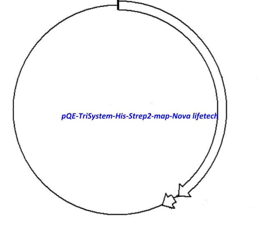 pQE- TriSystem His- Strep2 Plasmid