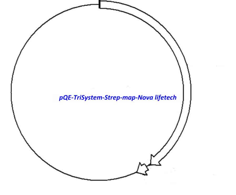 pQE- TriSystem Strep Plasmid - Click Image to Close
