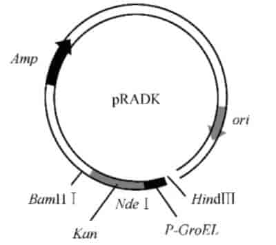 pRADK Plasmid - Click Image to Close