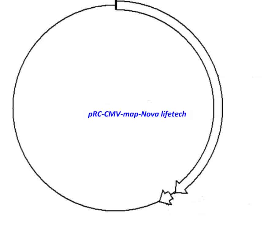 pRC- CMV - Click Image to Close