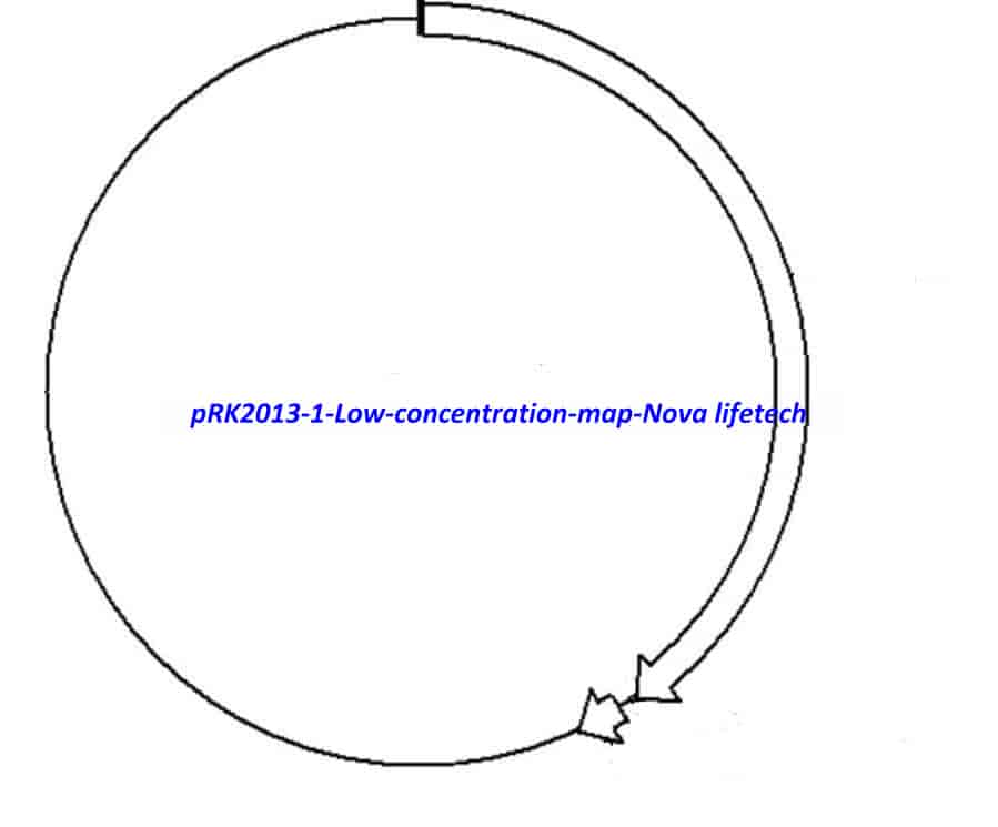 pRK2013- 1 (Low concentration) Plasmid