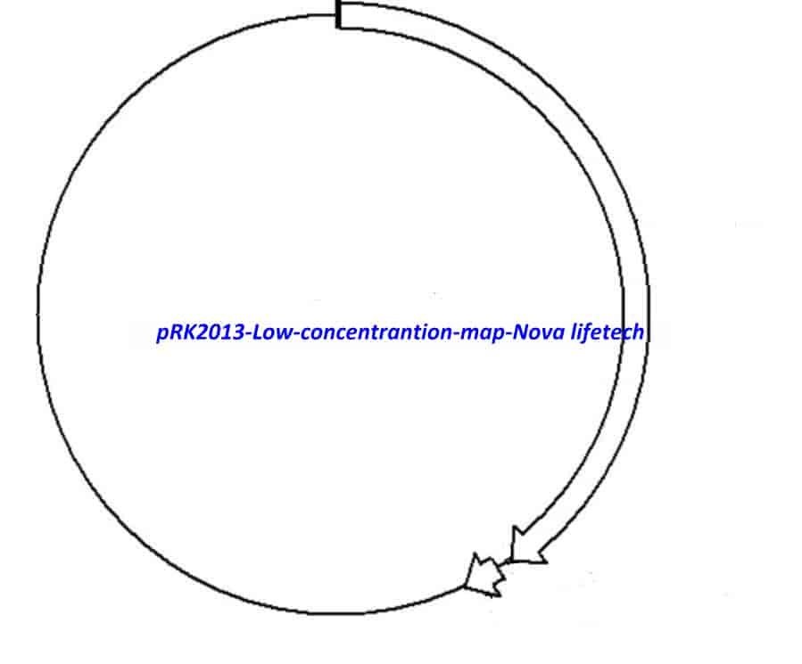 pRK2013- Low concentrantion