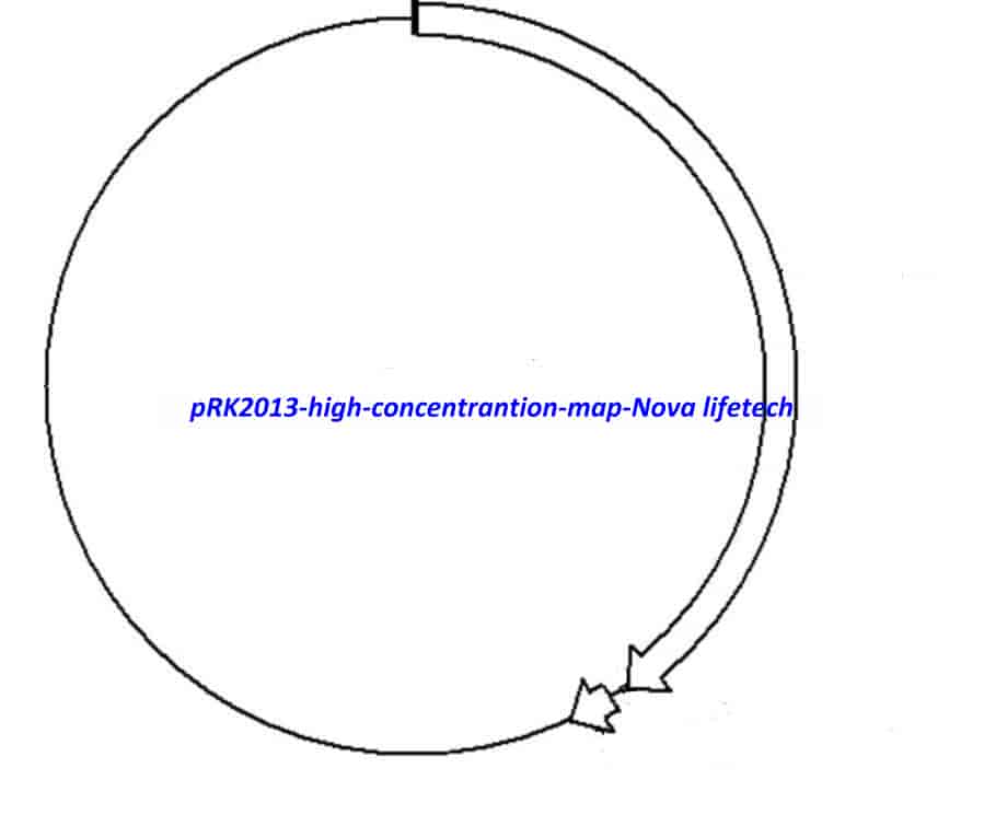 pRK2013- high concentrantion