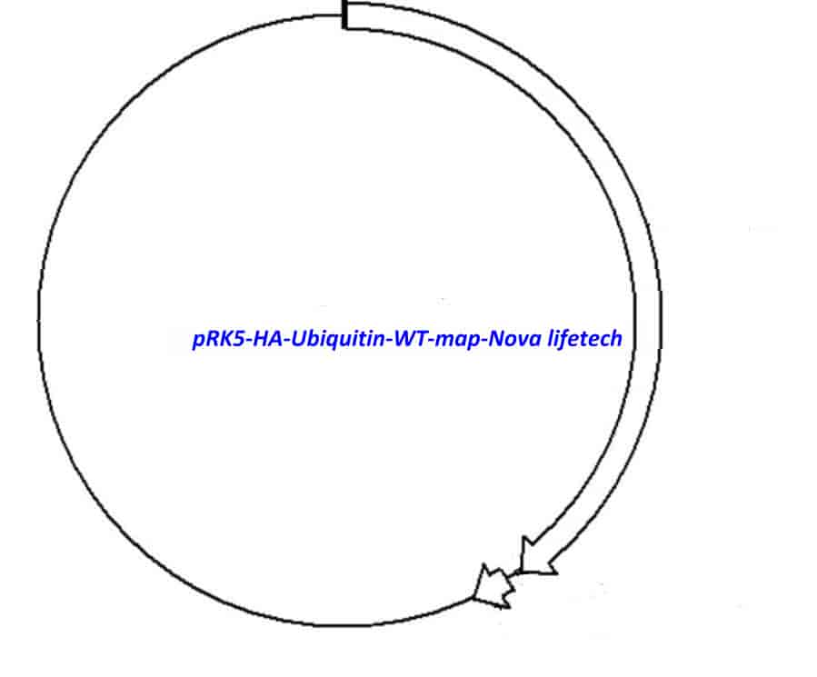 pRK5- HA- Ubiquitin- WT - Click Image to Close