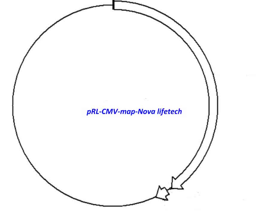 pRL- CMV Plasmid - Click Image to Close