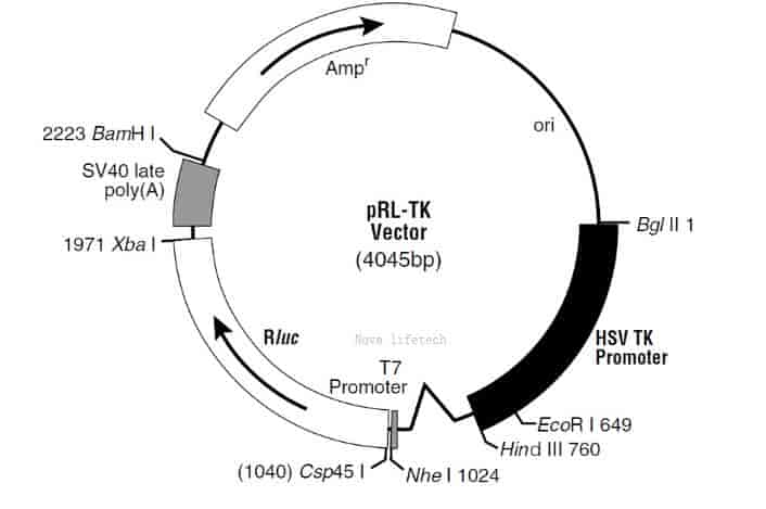 pRL- TK Plasmid