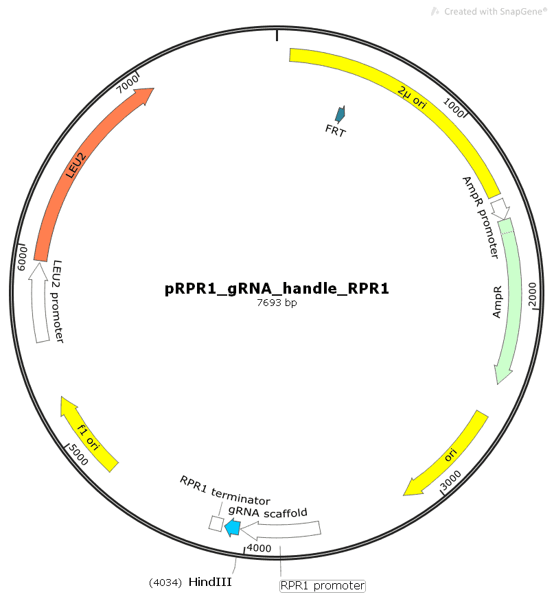 pRPR1_gRNA_handle_RPR1t - Click Image to Close
