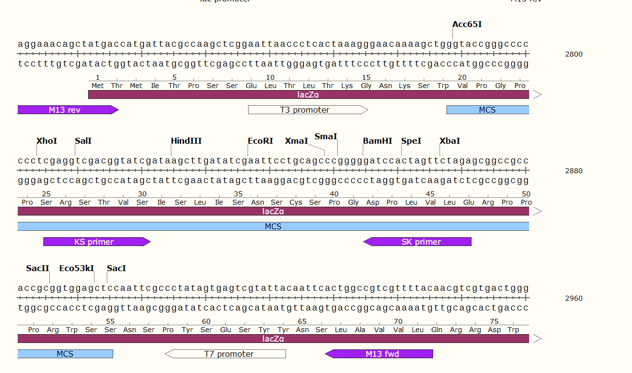 pRS316 Plasmid - Click Image to Close