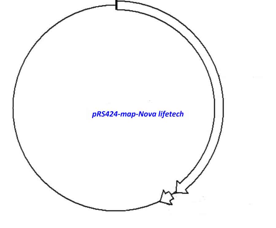 pRS424 Plasmid - Click Image to Close
