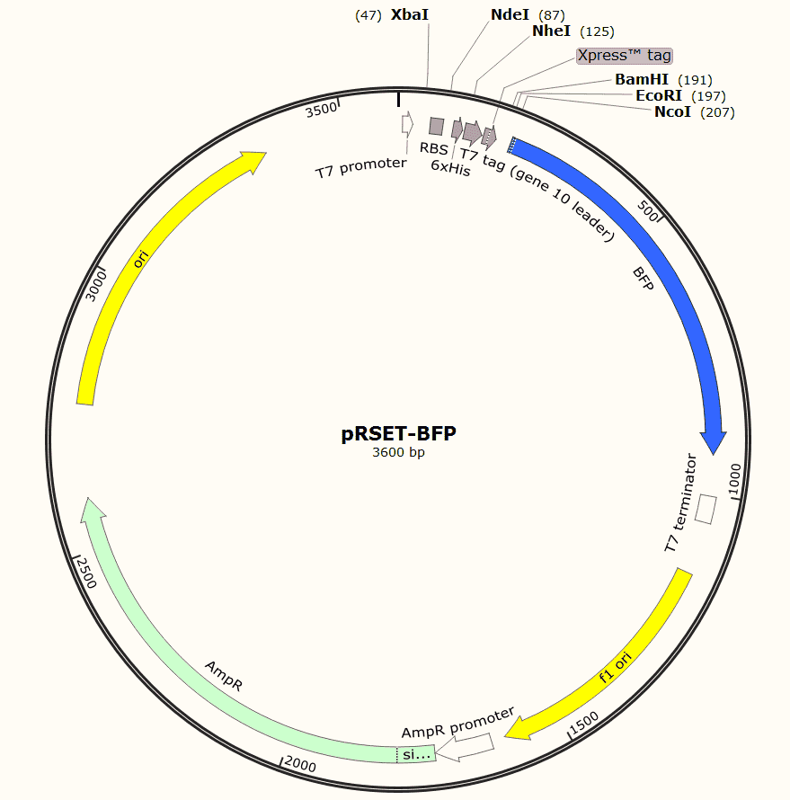 pRSET- BFP Plasmid