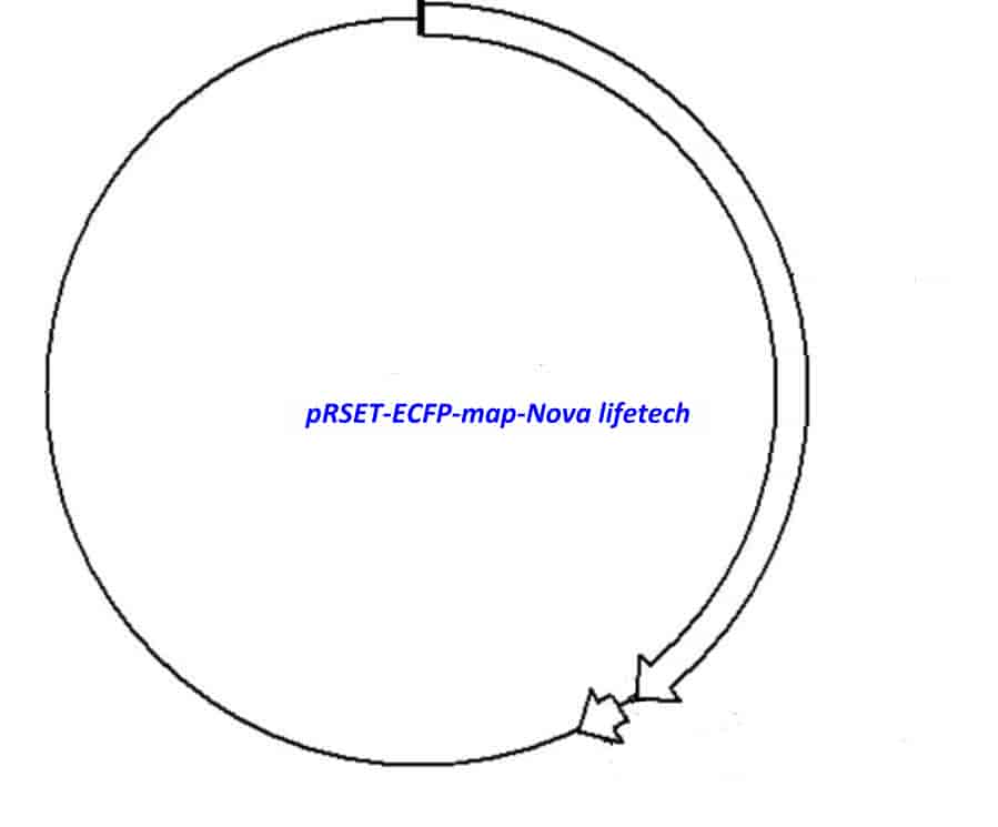 pRSET- ECFP - Click Image to Close