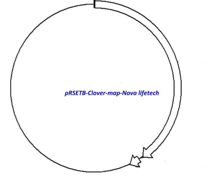 pRSETB- Clover - Click Image to Close